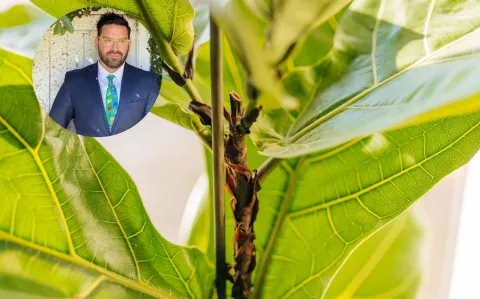 Damián Betular tiene una de las plantas de moda más buscadas 