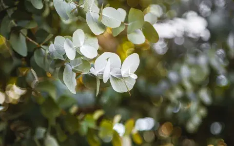 Esta es la planta que podés tener para alejar los mosquitos de tu casa