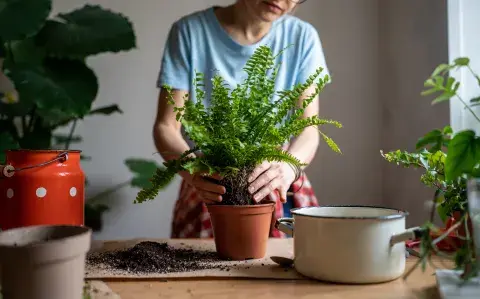 5 plantas que atraen la buena suerte y embellecen tu casa