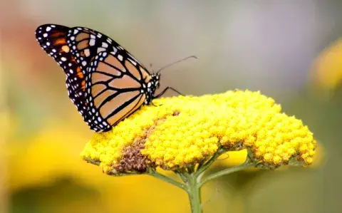 Armá tu paraíso botánico: 7 plantas con flores que atraen a las mariposas