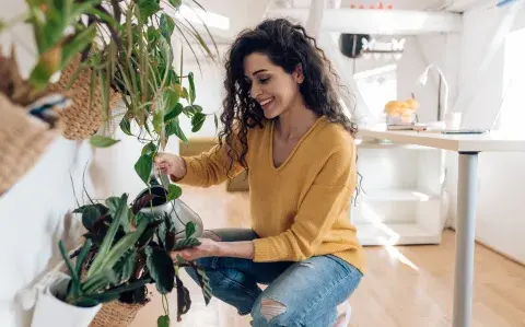 Sumá verde a tus espacios: 5 plantas para decorar cada ambiente de tu casa