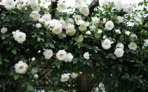 La planta trepadora tendencia en deco: es fácil de atender y tiene rico perfume