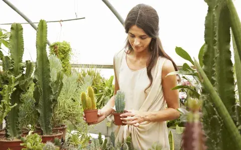 Es oro en polvo: este es el mejor sustrato para cactus y suculentas