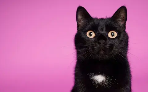 Martes 13 o viernes 13: ¿cuál es el verdadero día de la mala suerte? Martes 13 o viernes 13: ¿cuál es el verdadero día de la mala suerte?