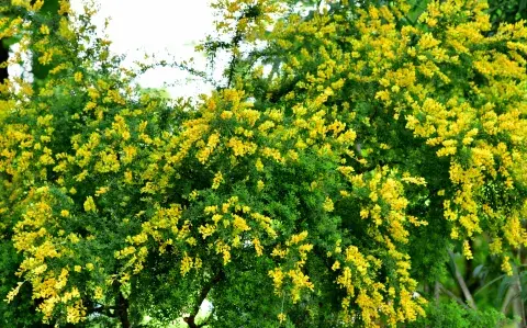 Esta es la planta fácil de cuidar que encanta el jardín con su potente perfume