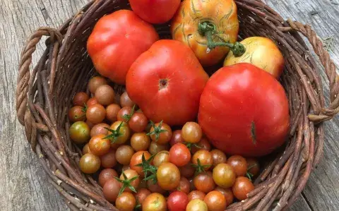 10 claves para cultivar tomates en tu huerta o tu balcón