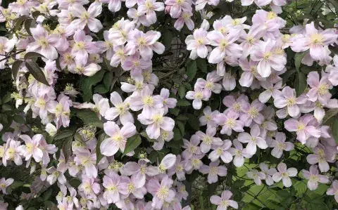 Esta es la planta trepadora que es tendencia: tiene flores increíbles y muy fáciles de cuidar