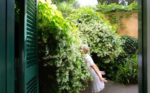 Plantas que perfuman: 5 ideas para tu jardín, patio o terraza