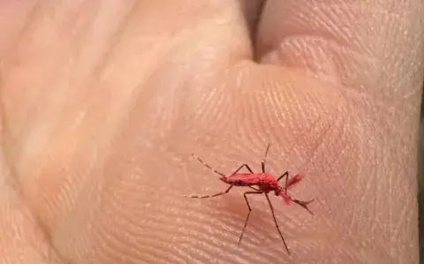 Los mosquitos rojos fluorescentes fueron liberados en un barrio mendocino para combatir el dengue.