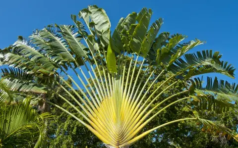 Palma del viajero: la planta tendencia que aportará un toque tropical a tu jardín 