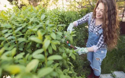 Los 5 mejores árboles aromáticos para el jardín