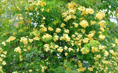 La planta trepadora con flores que es tendencia este año