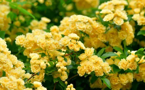La planta trepadora con flores que se cuida sola y es ideal para tener en casa La planta trepadora con flores que se cuida sola y es ideal para tener en casa