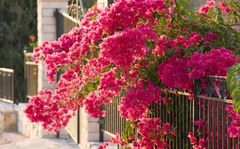 Transformá tu jardín en este otoño con 3 trepadoras de colores vibrantes