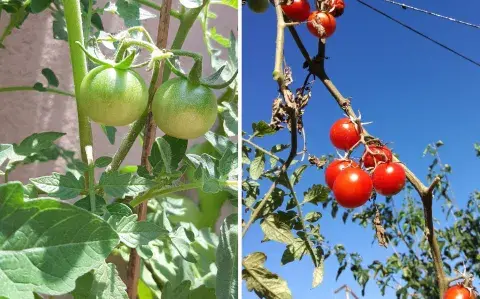 Tres plantas ideales para sembrar en enero y disfrutar de frutos y flores