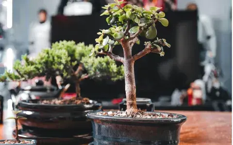 La planta que sólo hay que regar cada dos semanas y trae suerte