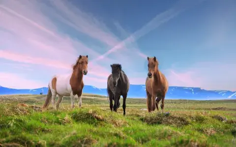 Elegí un caballo y descubrí un talento oculto