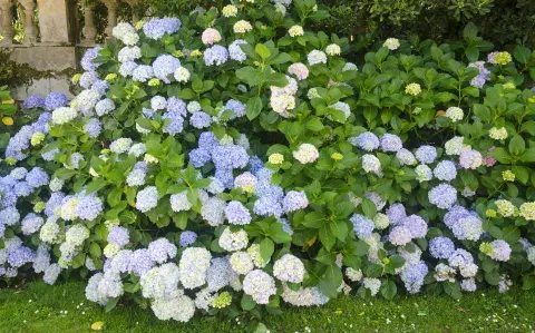 Consejos simples para que tus hortensias exploten de flores