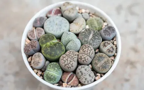 Lithops: las extrañas plantas que marcan tendencia