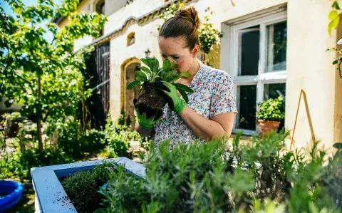 Buenas, bonitas y baratas: 5 plantas que te van a cambiar tu jardín