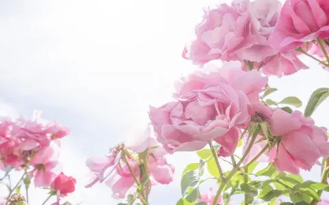 La regla de las 5 hojas para que tu planta de rosas explote de flores