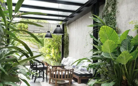 7 plantas tropicales para un patio con sombra