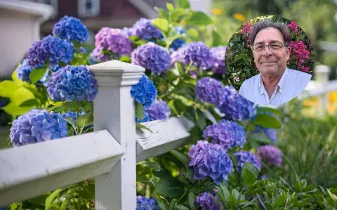 Tu hortensia puede florecer dos veces en el año y este el es secreto para que ocurra