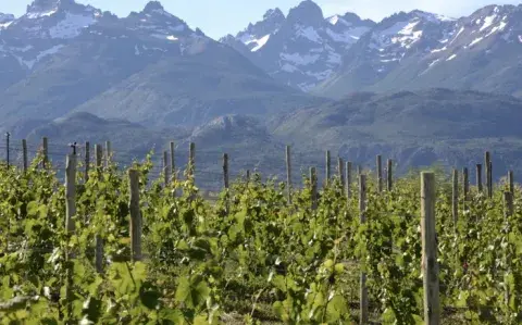 Vacaciones de verano: la ruta del vino de la Patagonia que tenés que conocer