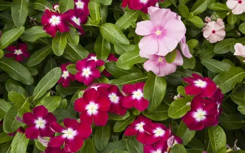 Ni petunias ni geranios: descubrí la planta que florece todo el año