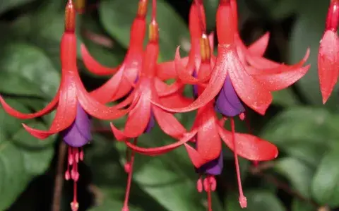 Las flores que son como aros de reina causan fascinación