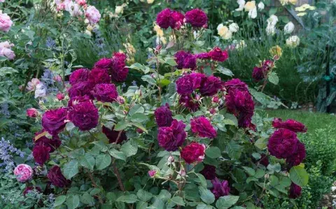 La planta trepadora de flores violetas que es tendencia