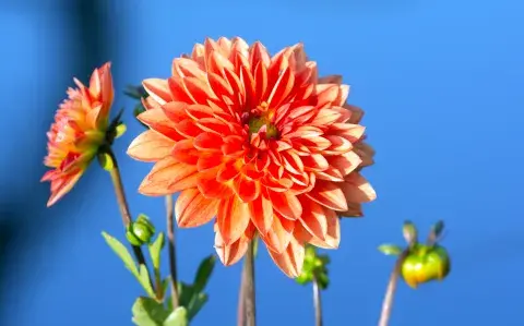 La planta estrella del verano: te va a deslumbrar con sus flores