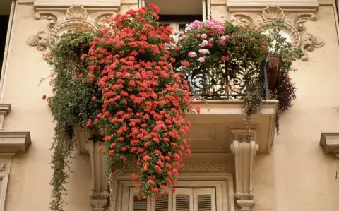 Ni cactus ni suculentas: 5 plantas ideales para jardines pequeños en patios o balcones