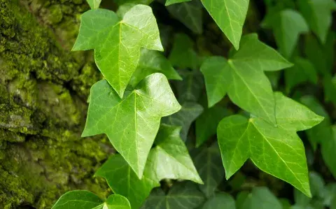 La planta trepadora que es considerada mágica