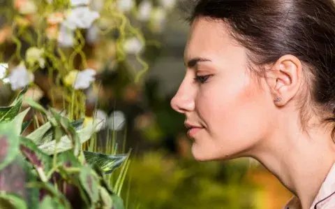  Orquídeas, suculentas y tropicales: 10 plantas fuera de lo común para tener en tu casa