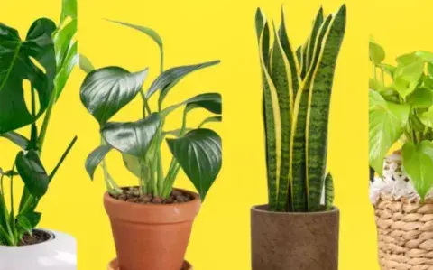 Test visual: elegí una planta y descubrí detalles de tu personalidad