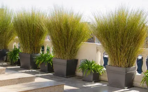 7 plantas que resisten todo el año, ideales para balcones y terrazas altas