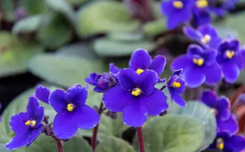 La planta de interior que tiene flores violetas durante todo el año