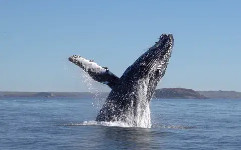 Un espectáculo natural que pocos conocen: ¿dónde ver ballenas jorobadas en el sur?