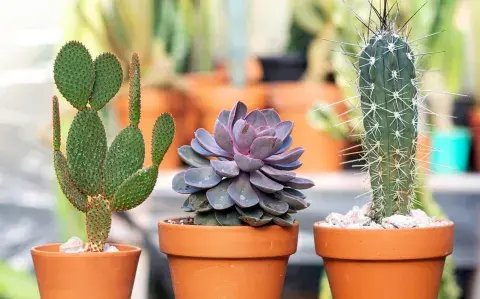 Las 6 mentiras sobre cactus y suculentas que no deberías creer