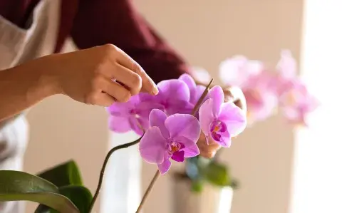 6 claves para cuidar tus orquídeas y tenerlas siempre radiantes