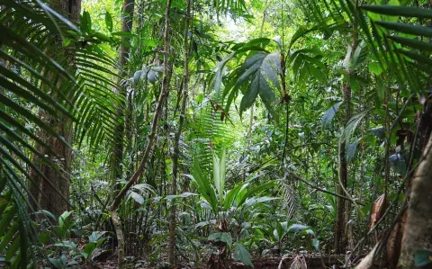 Ni playa ni sierras: 6 bosques cerca de CABA para una escapada