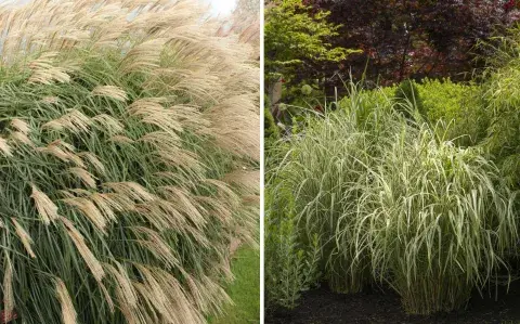 Estas son las plantas que le sumarán movimiento a tu jardín 