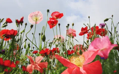 Necesita frío para florecer: la planta de delicadas flores para sembrar ahora