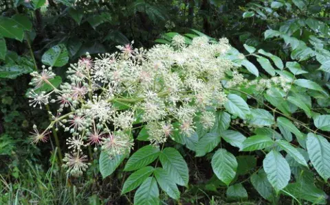 Aralia cordata