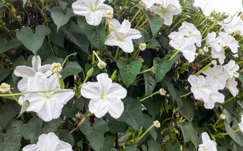 La vas a querer en tu jardín: la planta trepadora que da flores de noche