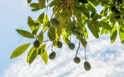 Cómo cultivar un árbol de palta en tu patio