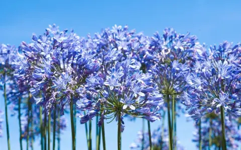 Dos formas fáciles de reproducir agapanthus