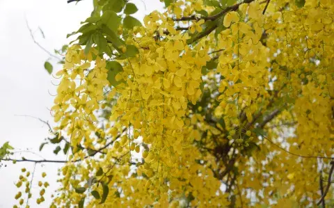 Ideal para tu patio: la delicada planta cuyas flores parecen una "lluvia de oro"