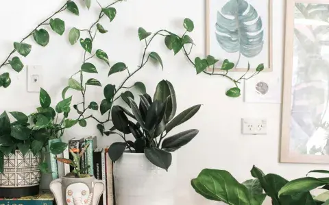 4 plantas gigantes para hacer una selva en tu casa